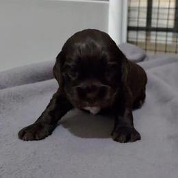 Ellie - Brown female Cocker Spaniel puppy in Winston Salem, North Carolina from Cocker Cottage