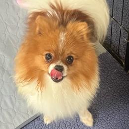 Kat - Pomeranian