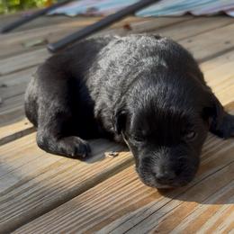 Griffin - Black male Toy Australian Shepherd puppy in Fairview, Tennessee from Hoffman Forest Acres LLC