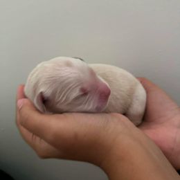 Golden Retriever Puppies from Laryssa Stefano