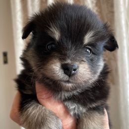 Perseus - Black male Pomsky puppy in Cottrellville, Michigan from My Half Pint Pups