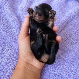 Orion - Black and tan male Dachshund puppy in Venice, Florida from Crowline Kennels