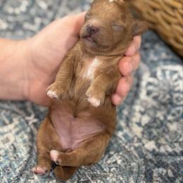 Girl 1 - Red  female Poodle puppy in Wharton, Texas from In the Red Poodles
