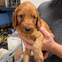 Maroon - Red female Irish Doodle puppy in Surprise, Arizona from Huckleberry Doodles
