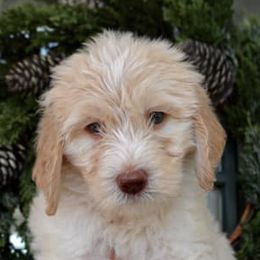 Double Doodles from Jericho Manor Doodles