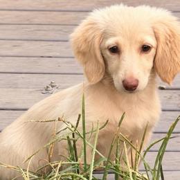 Mary - Cream female Dachshund puppy in Conway, Missouri from Ozark Mountain Kennel