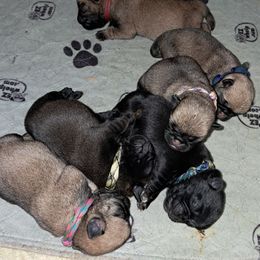 Black and blue collar - Black male Pug puppy in Elma, Washington from Kismet Kennels, Exclusively Pugs