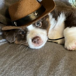 Sparky - Red tri-color male Miniature American Shepherd puppy in Troy, Ohio from Wiggle Wags Miniature American Shepherds