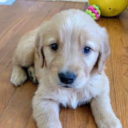 Boy 4 - male Golden Retriever puppy in Pamplin, Virginia from Hope & Joy Acres