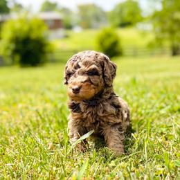 Taffy - Merle female Labradoodle puppy in Elizabethtown, Kentucky from Reddy Poodles & Doodles