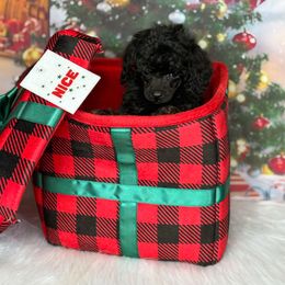 Fudge - Brindle male Poodle puppy in Wheatland, California from Sapphire Ridge Poodles