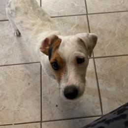 Betty - Jack Russell Terrier