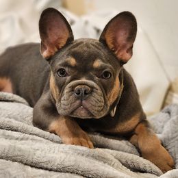 Harli - French Bulldog