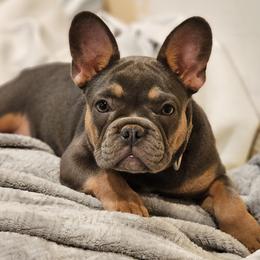 Harli - French Bulldog