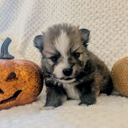 Link - Red male Pomeranian puppy in Comer, Georgia from HillTop Pomeranians ✨