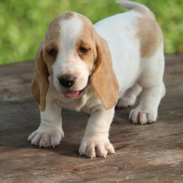 Female 2 - Red and white female Basset Hound puppy in Georgia from Huff's Hounds