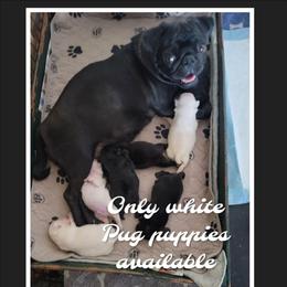 Girl 3 - White female Pug puppy in Phoenix, Arizona from Pug Place Phoenix