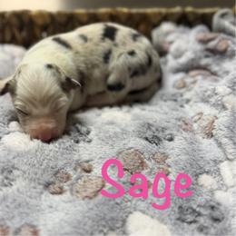 Sage - Blue merle female Border Collie puppy in Owenton, Kentucky from Three16 Ranch