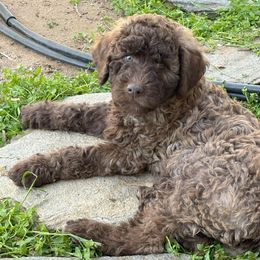 Labradoodle Puppies from AV Cares Doodles