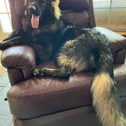 Grendel - German Shepherd