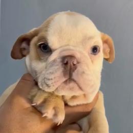 Sox - Fawn male Bulldog puppy in Cumming, Georgia from Happy Place Kennels