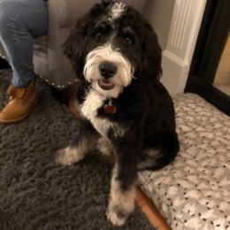 Bernedoodles from Ferro Family Doodles