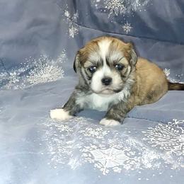 Boy S2 - Golden male Lhasa Apso puppy in Norman, Oklahoma from Steve's Puppies