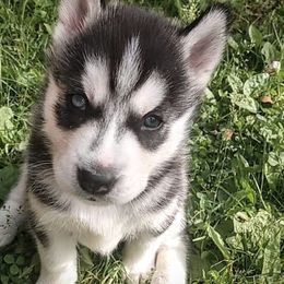 Siberian Huskies from Howells Siberian Huskies
