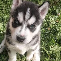 Siberian Huskies from Howells Siberian Huskies