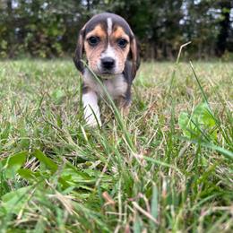 Harvest - Black white and tan male Beagle puppy in St. Cloud, Minnesota from Beagle Blessings