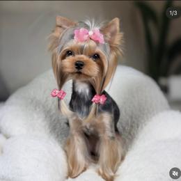 Michelle - Yorkshire Terrier