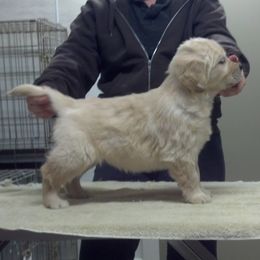 Golden Retrievers from Gemstar Golden Retrievers