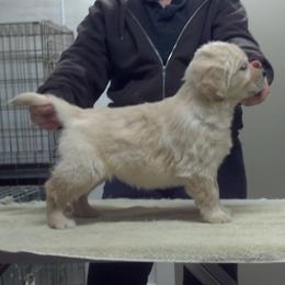 Golden Retrievers from Gemstar Golden Retrievers