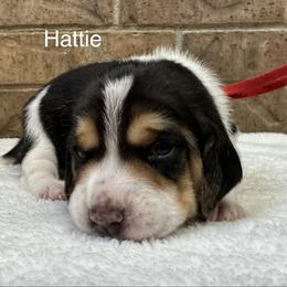 Hattie AKC - Black tan and white female Beagle puppy in Rogersville, Missouri from Hales Little Beagle Haven