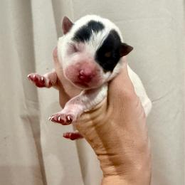 Wheeljack - Blue mottled male Australian Cattle Dog puppy in Rosharon, Texas from 4Surge Cattle Dogs
