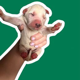 Emerald - White and black female Dalmatian puppy in Bremen, Georgia from Clark’s Dalmatians