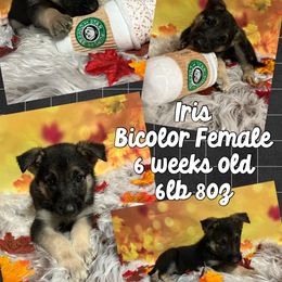 German Shepherd Puppies from Pocono GSD