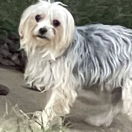 Maci - Morkie