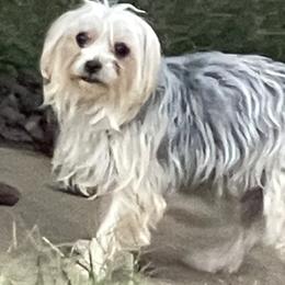 Maci - Morkie