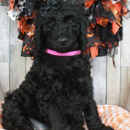 Mavis - Black Labradoodle puppy in Lanexa, Virginia from Lees Reach Farm