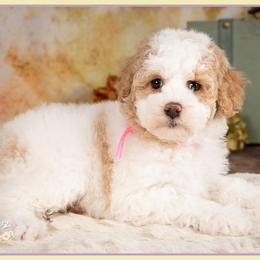 Sophia - Parti female Goldendoodle puppy in Connersville, Indiana from Deaz Doodle Ranch