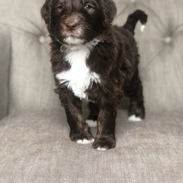 Bernedoodle Puppies from Sweet Pea Bernedoodles