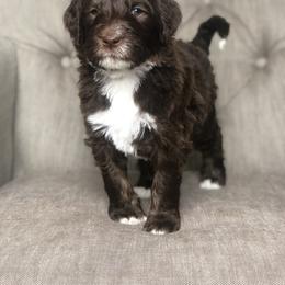 Bernedoodle Puppies from Sweet Pea Bernedoodles