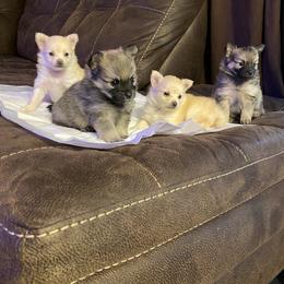 Pomeranian Puppies from Kristin Alsup