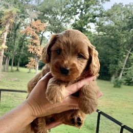 Australian Labradoodle Puppies from Integrity Labradoodles