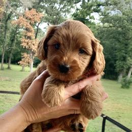 Australian Labradoodle Puppies from Integrity Labradoodles