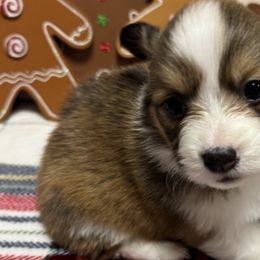 FLUFFY, BEAUTIFUL MARKINGS! - Pembroke Welsh Corgi puppy from Cooler Farms Corgis