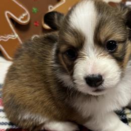 FLUFFY, BEAUTIFUL MARKINGS! - Pembroke Welsh Corgi puppy from Cooler Farms Corgis