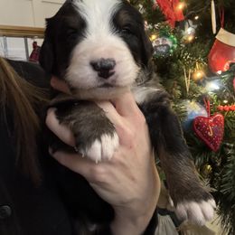 Bernese Mountain Dog Puppies from Berner Acre Woods