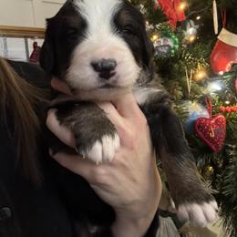 Bernese Mountain Dog Puppies from Berner Acre Woods